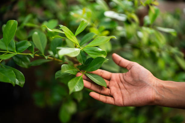 How Our Tree Care Process Works  in  Kidron, OH